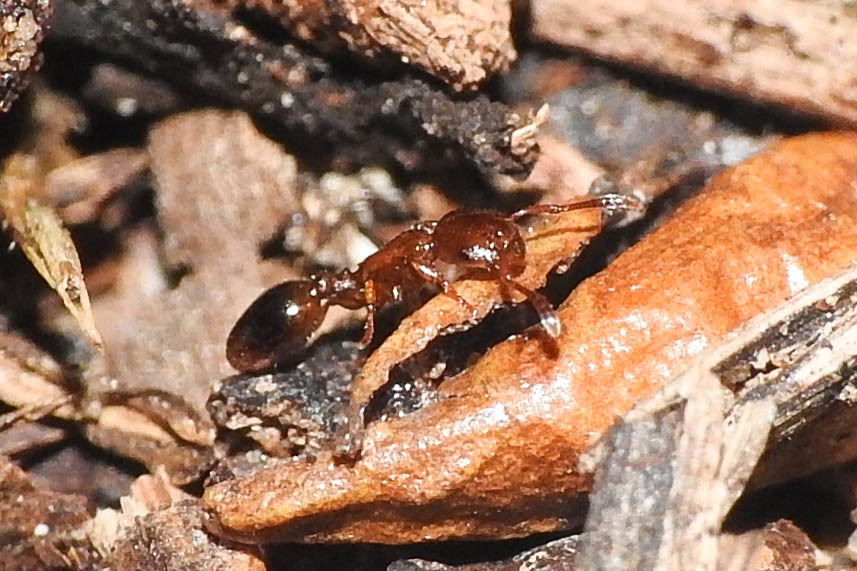Formicoxenus nitidulus - vendéghangya