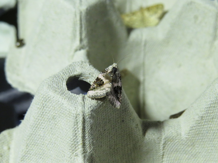 Hapalotis venustula - rózsaszínű mázasbagoly