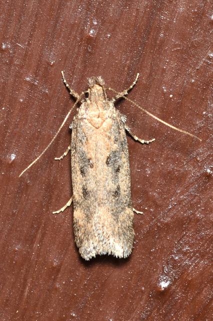 Chionodes distinctella - ürömszövő örvösmoly