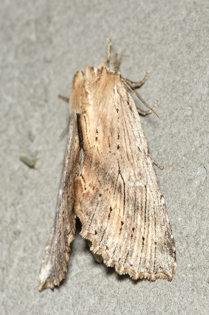 Pterostoma palpina - csőrös púposszövő