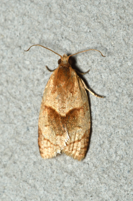 Clepsis rurinana - fakó sodrómoly