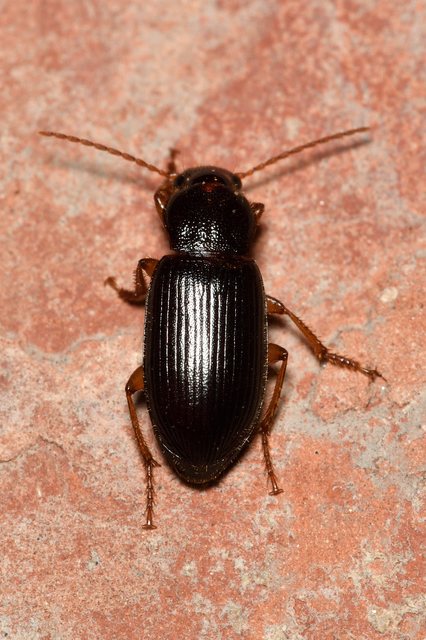 Ophonus puncticeps - mezei bársonyfutó