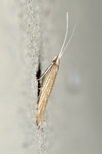 Coleophora