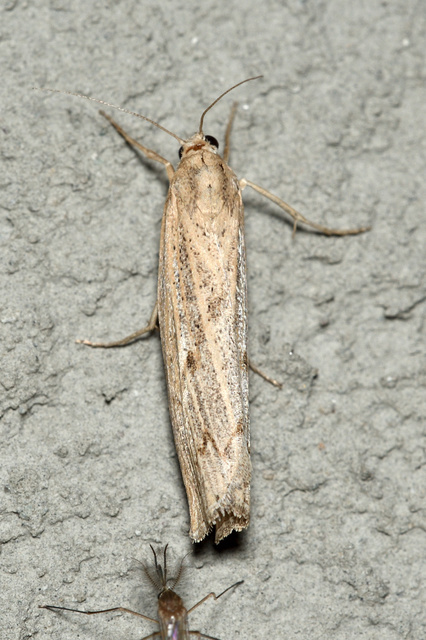Pediasia contaminella - mocskos fűgyökérmoly