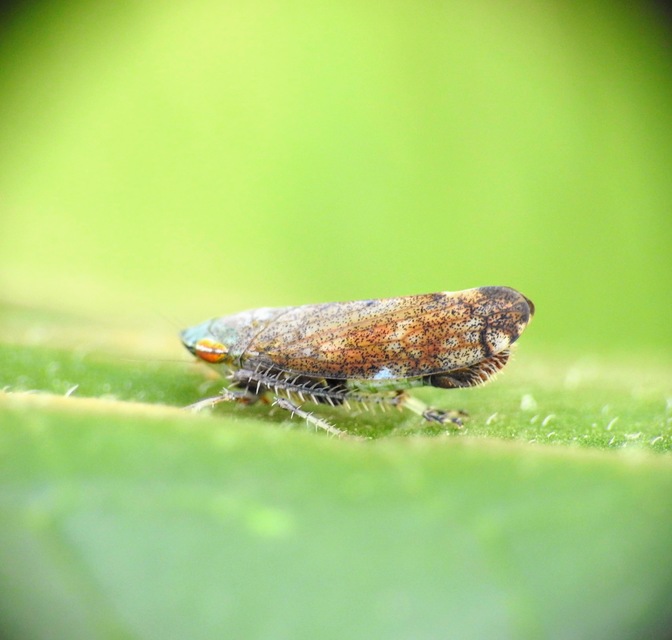 Fieberiella florii