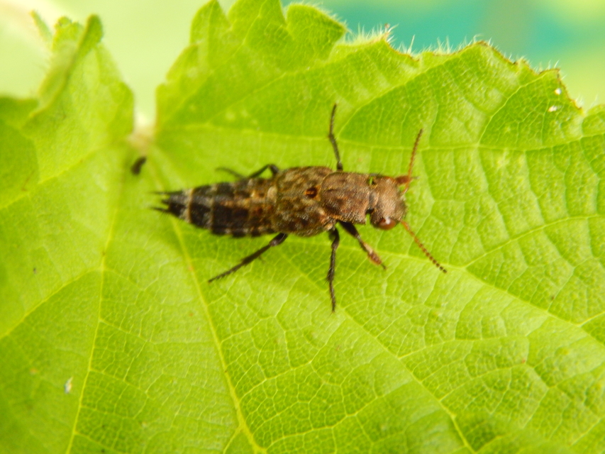 Ontholestes murinus - márványos holyva