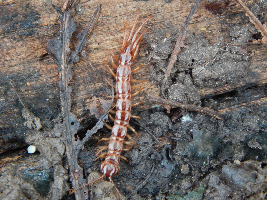 Lithobius