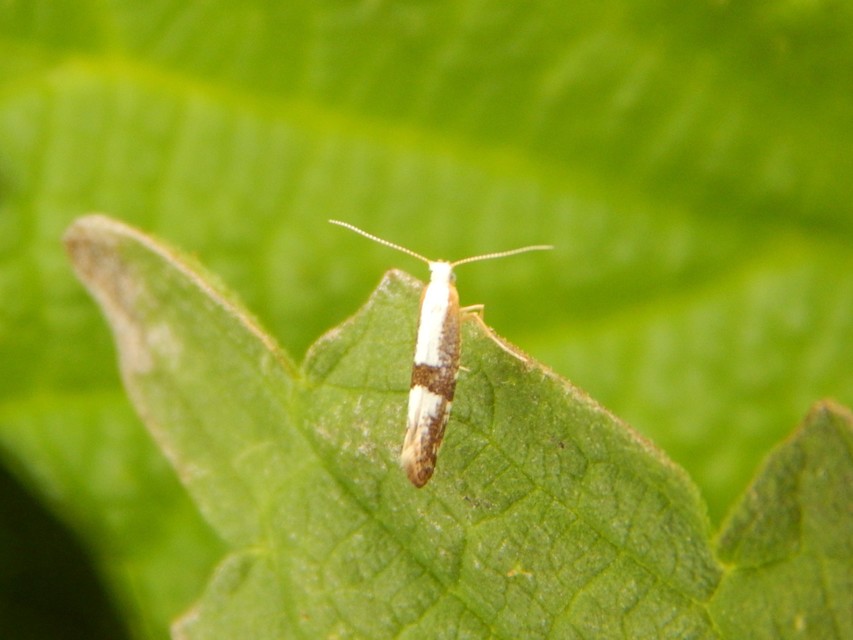 Argyresthia