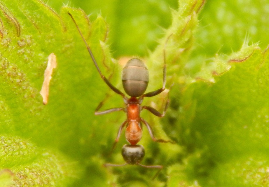 Formica