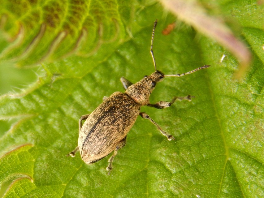 Phyllobius pomaceus - csalán-levélormányos
