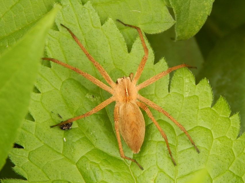 Pisaura mirabilis - csodáspók
