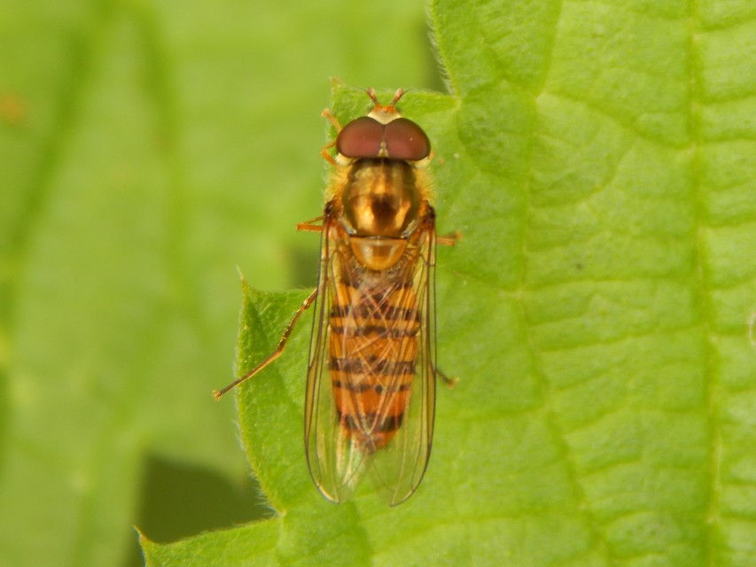 Episyrphus balteatus - ékfoltos zengőlégy