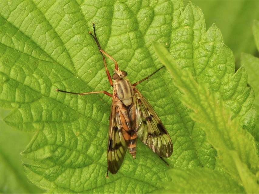 Rhagio scolopaceus - nagy kószalégy