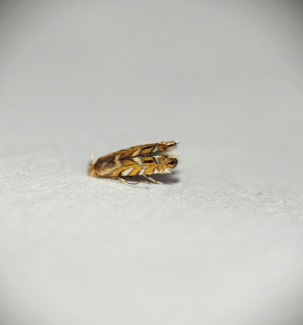 Macrosaccus robiniella - akáclevél-sátorosmoly