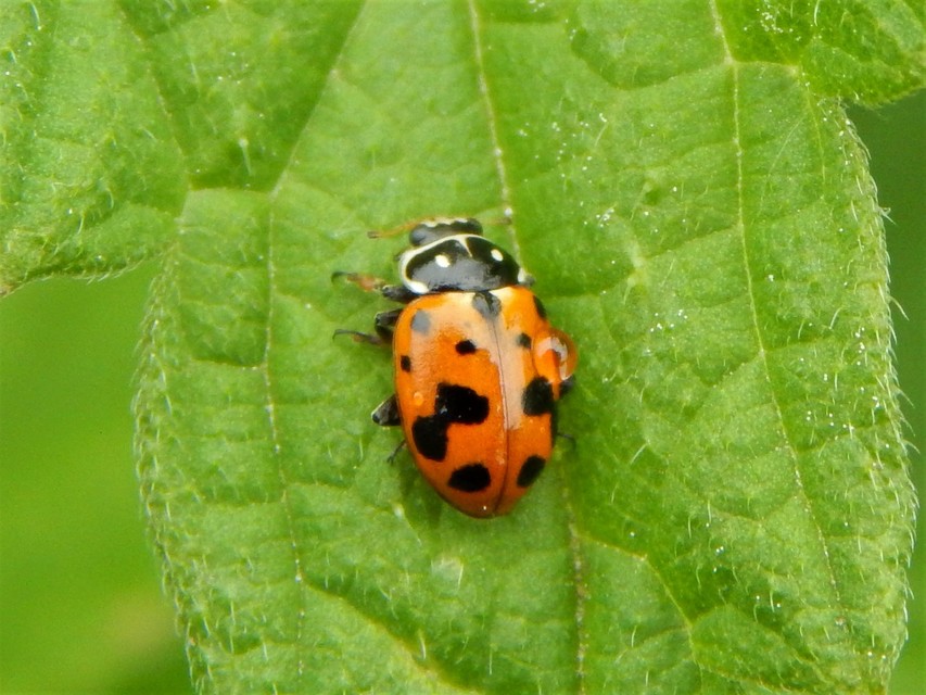 Hippodamia variegata - tizenhárompettyes katica