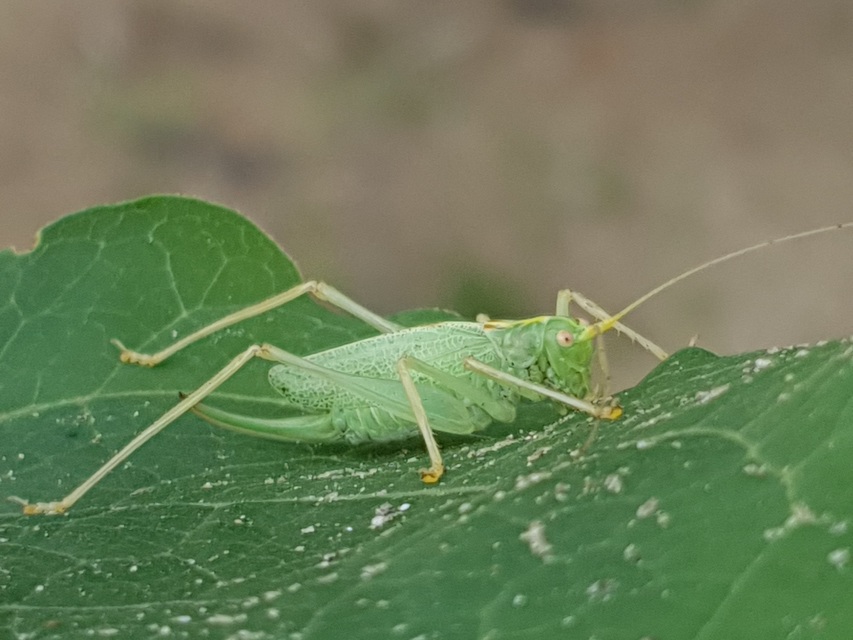 Meconema thalassinum - közönséges dobolószöcske
