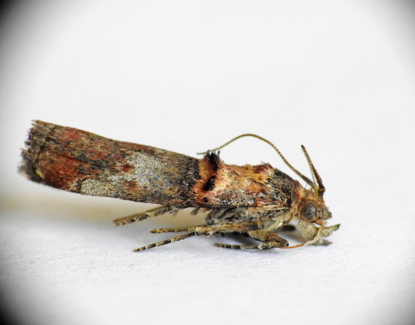 Trachonitis cristella - bokorrágó karcsúmoly