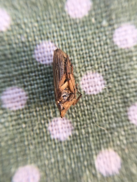 Aphrodes