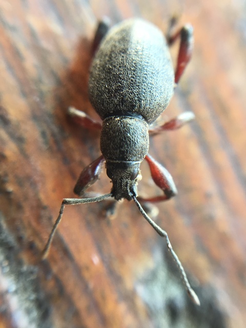 Dodecastichus mastix - lécesorrú gyalogormányos