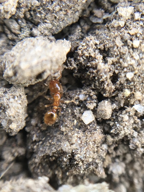Solenopsis fugax - tolvajhangya