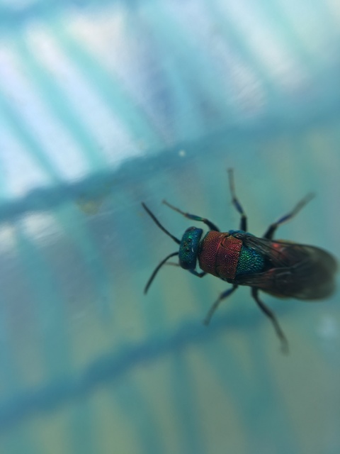 Hedychrum nobile