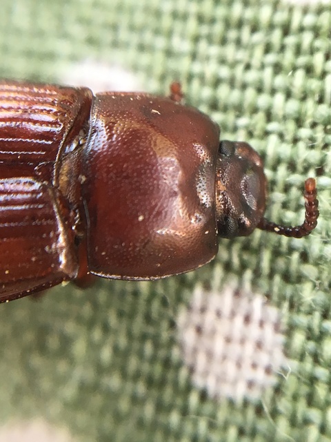 Uloma culinaris - nagy rágványbogár