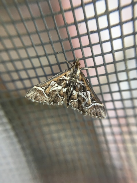 Diasemia reticularis - betűmintás tűzmoly