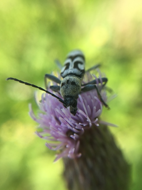Chlorophorus varius - díszes darázscincér