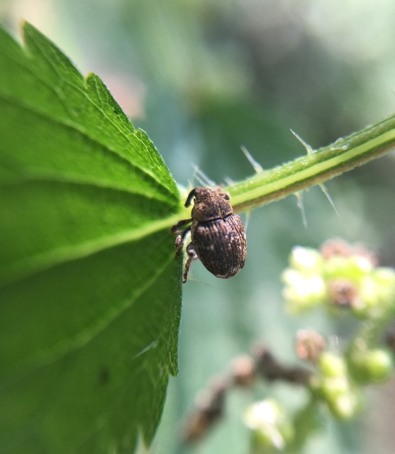 Nedyus quadrimaculatus - közönséges csalánormányos