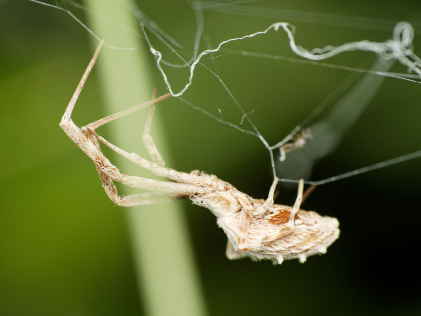 Uloborus walckenaerius - derespók