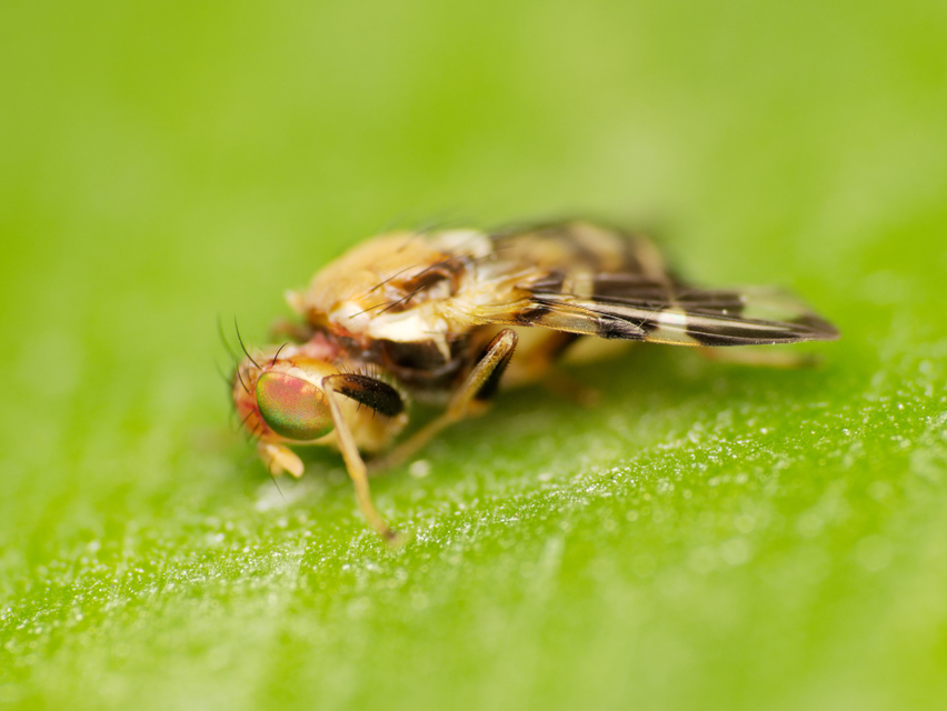 Rhagoletis completa