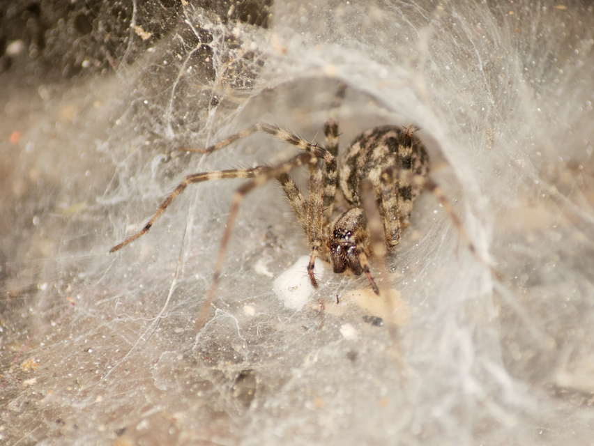 Tegenaria
