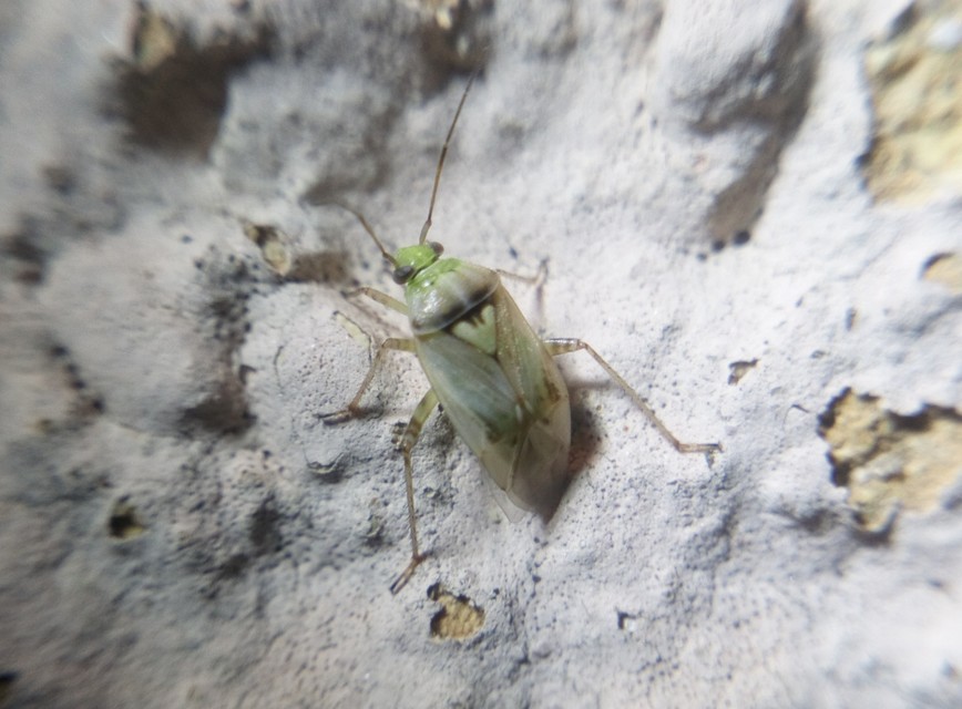 Lygus gemellatus - világoszöld mezeipoloska