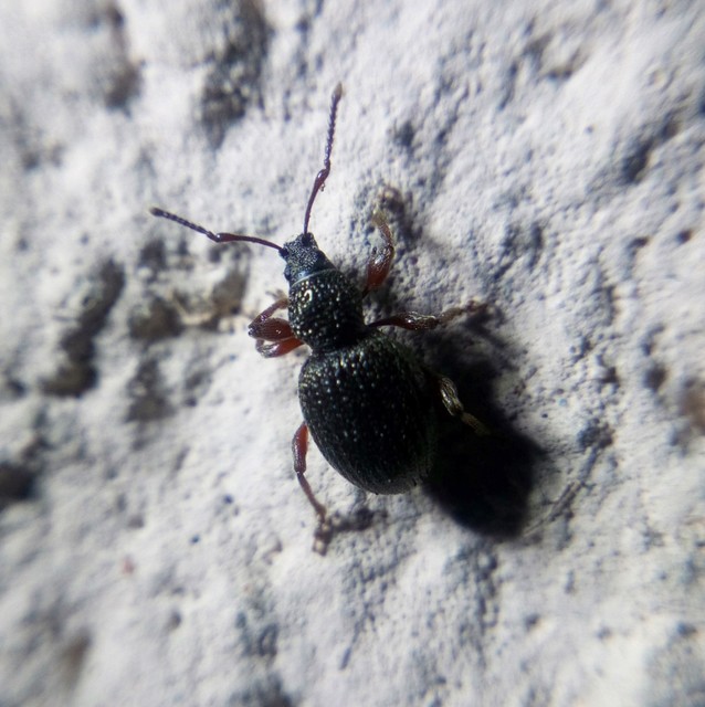 Otiorhynchus ovatus - apró gyalogormányos