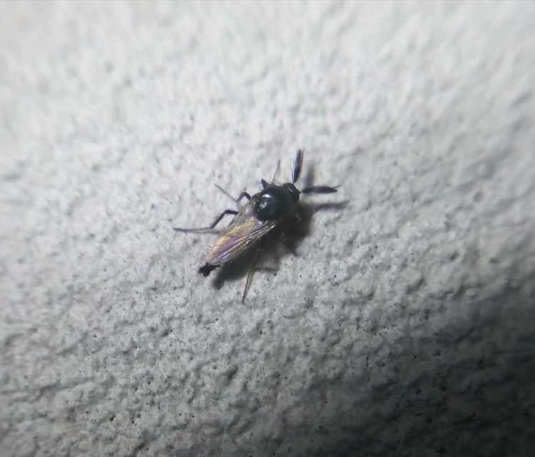 Forcipomyia