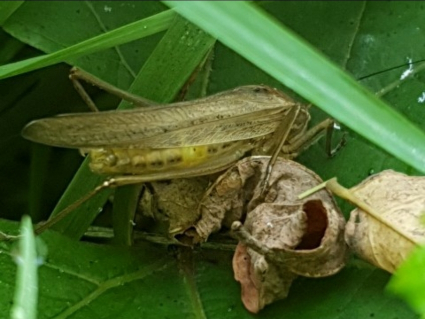 Ruspolia nitidula - nagy kúpfejűszöcske