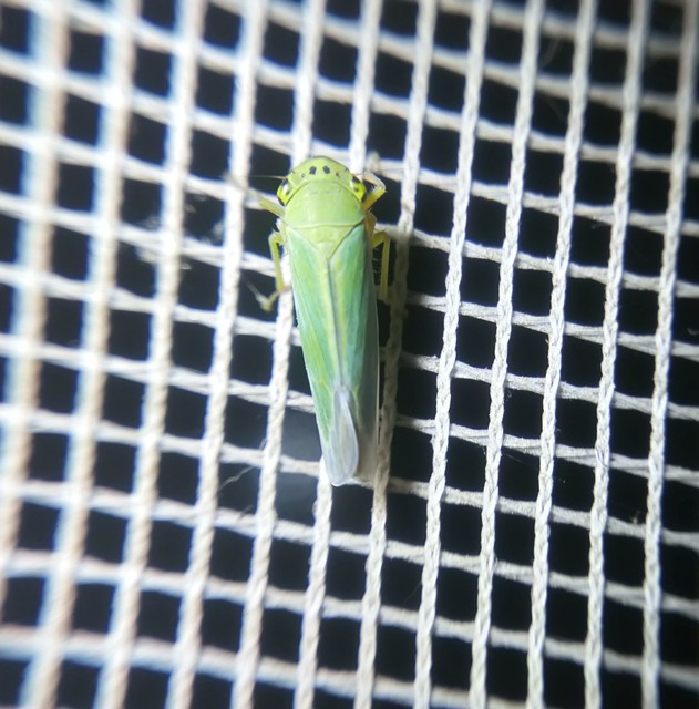 Cicadella viridis - méregzöld kabóca