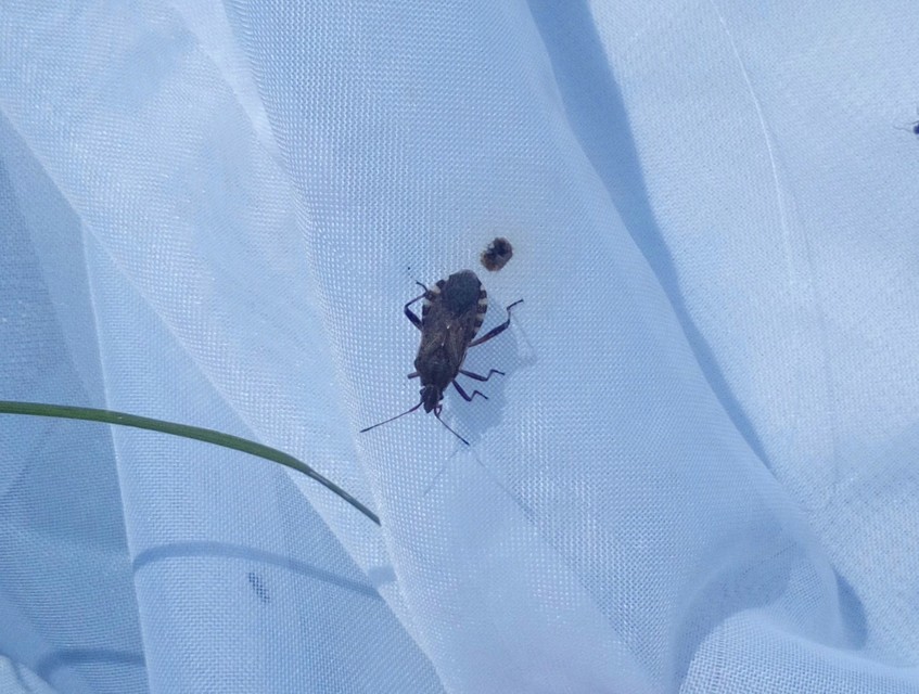 Ceraleptus gracilicornis - tüskéslábú karimáspoloska