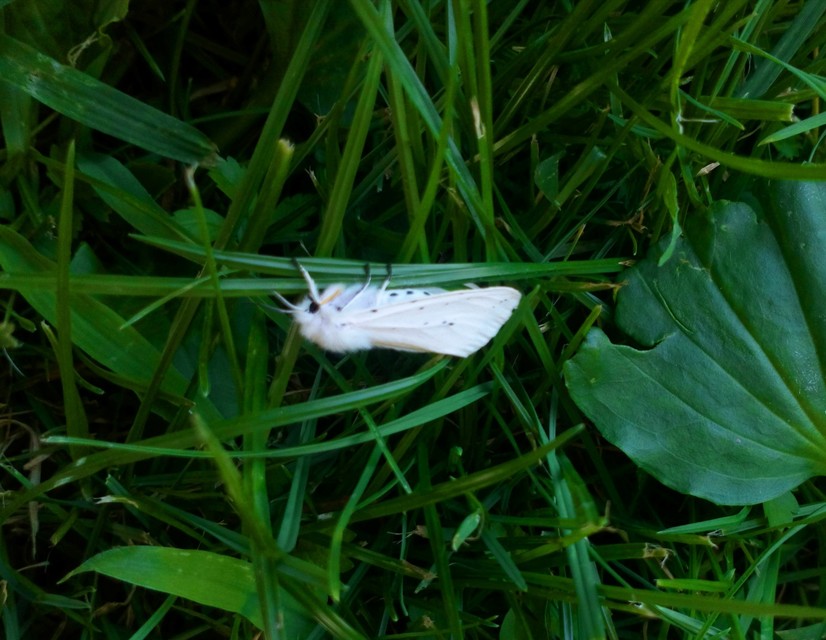 Spilosoma lubricipedum/urticae