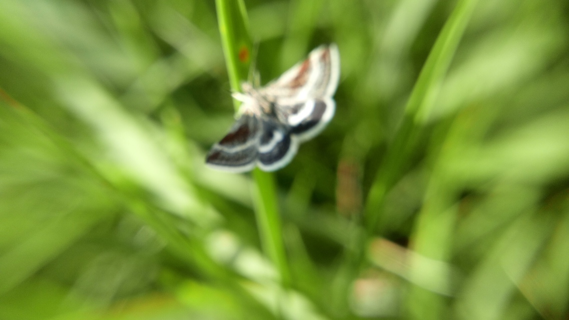 Atralata albofascialis - fehércsíkos kormosmoly