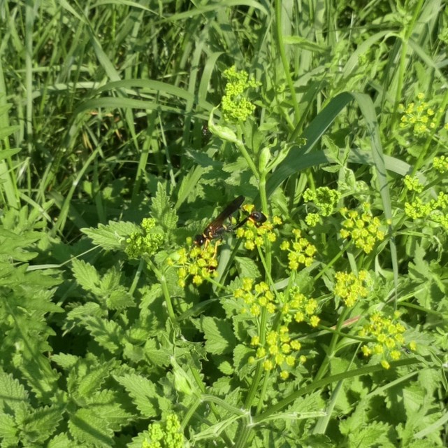 Sceliphron caementarium - feketenyelű lopódarázs