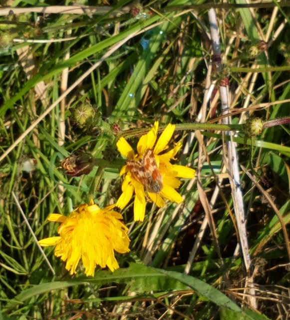 Schinia cardui - keserűgyökér-nappalibagoly