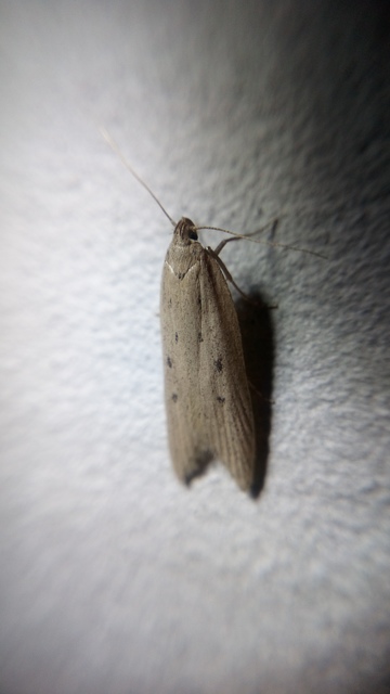 Atremaea lonchoptera - magyar nádmoly