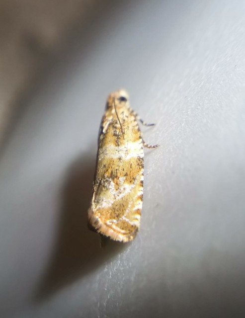 Celypha flavipalpana - öthorgú tükrösmoly