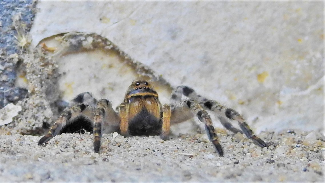 Lycosa singoriensis - szongáriai cselőpók