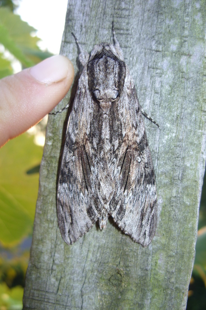 Agrius convolvuli - szulákszender