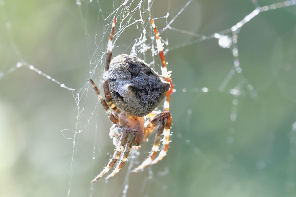 Araneus circe/angulatus
