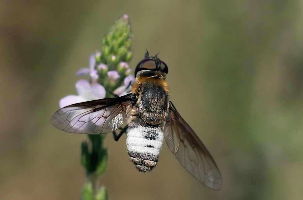 Exoprosopa dispar