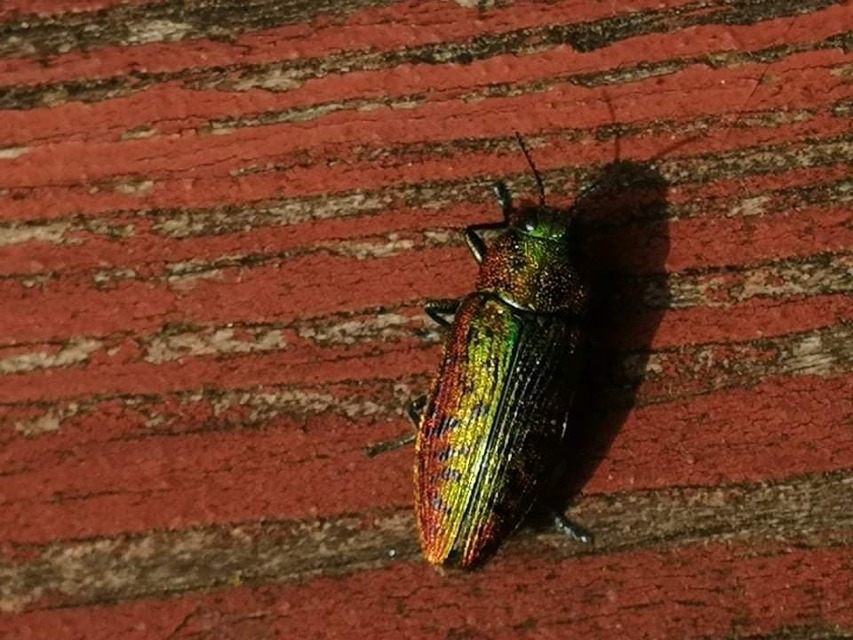 Lamprodila rutilans - hársfa-tarkadíszbogár Lamprodila rutilans - hársfa-tarkadíszbogár
