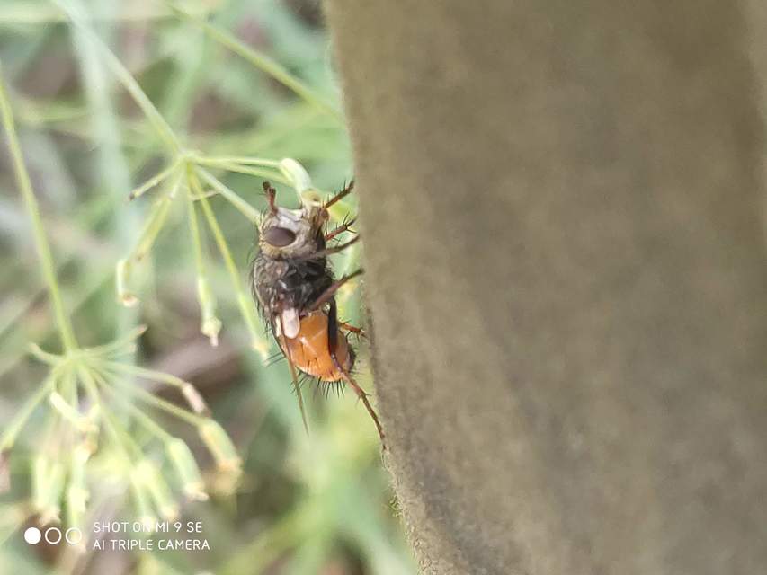 Tachina magnicornis